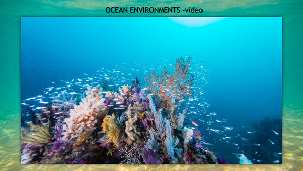 Ocean Unit: A Study of Ocean Animals and Their Habitats