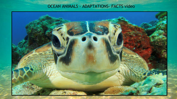 Ocean Unit: A Study of Ocean Animals and Their Habitats